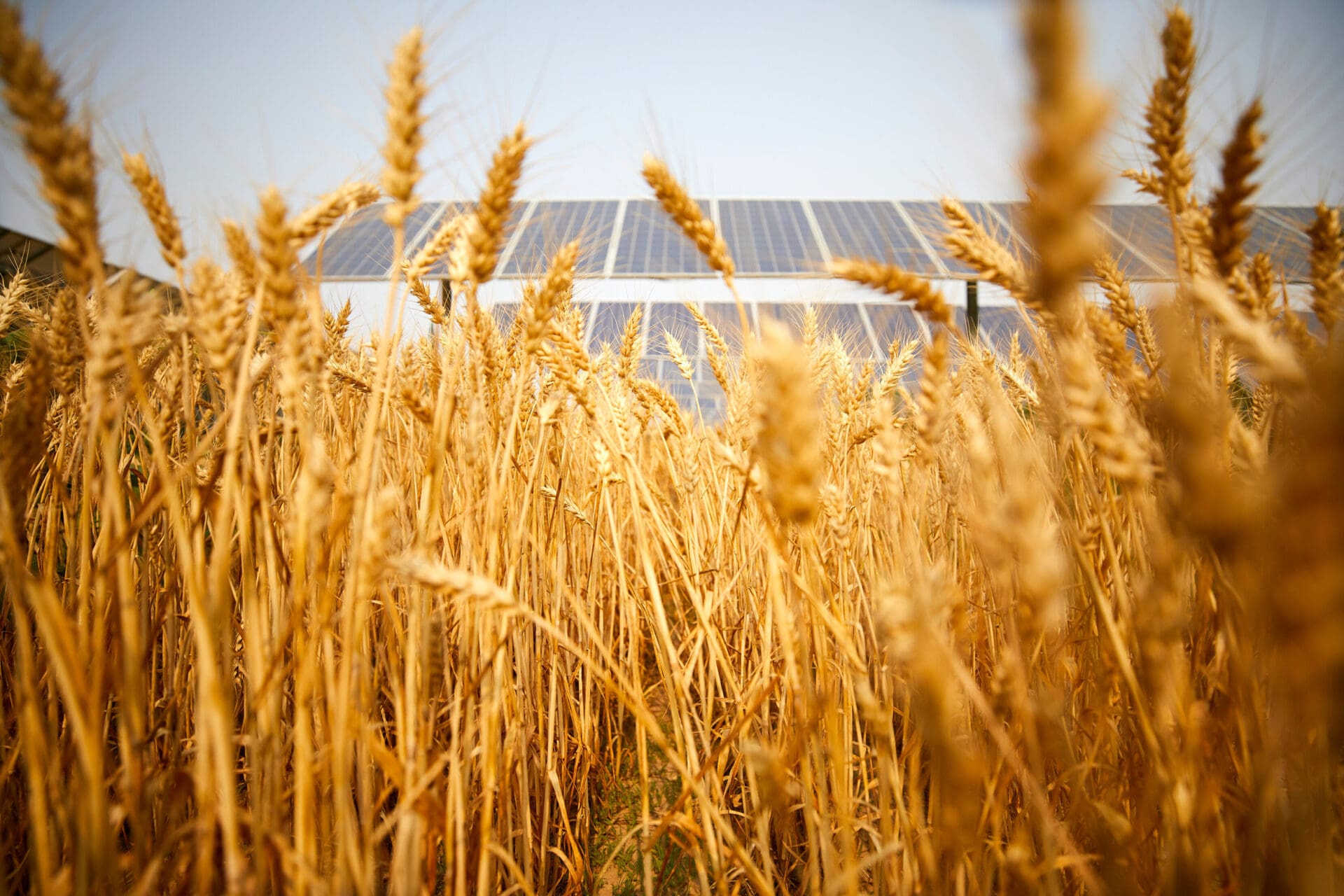 $300K gift from renewables leader MN8 Energy boosts WVU Davis College alternative energy and agrivoltaics research