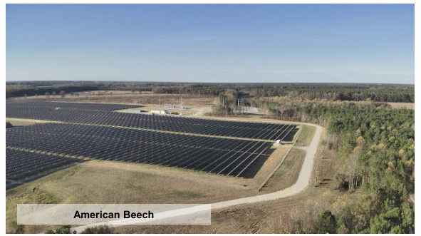 American Beech Case Study